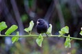 Cute little black Darwin finch sitting on a branch Royalty Free Stock Photo