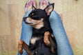 Cute little black dog toy terrier breed lying on a woman`s back on her lap, top view. Concept of love for pets Royalty Free Stock Photo