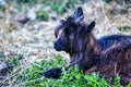 a cute little black goat rests in the grass