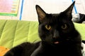 Cute little black kitten lying on fur carpet. Image of adorable black cat basking on warm bed Royalty Free Stock Photo