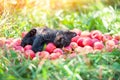 Cute little black kitten lying on a heap of red apples Royalty Free Stock Photo