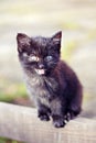 A Cute Little Black Kitten Sitting And Meowing