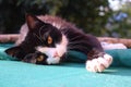 Cute Black Kitten Sleeping On The Street Royalty Free Stock Photo