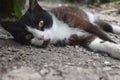 Cute Black Kitten Sleeping On The Street Royalty Free Stock Photo