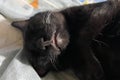 Cute little black kitten sleeps on fur carpet. Image of adorable black cat basking on warm bed Royalty Free Stock Photo