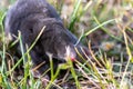 Cute little black mole talpa europaea in the green grass of a meadow, field or garden searching for a place for digging Royalty Free Stock Photo