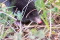 Cute little black mole talpa europaea in the green grass of a meadow, field or garden searching for a place for digging Royalty Free Stock Photo