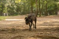 Cute little black puppy dog playing outside in a sunny park surrounded by green trees Royalty Free Stock Photo