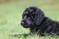 Cute Little Black Puppy Lying in the Grass Royalty Free Stock Photo
