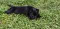 Cute little black puppy lying on the grass Royalty Free Stock Photo