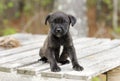 Cute little black puppy, pet rescue adoption photography Royalty Free Stock Photo