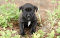 Cute little black puppy, pet rescue adoption photography Royalty Free Stock Photo