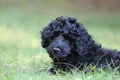 Cute Little Black Puppy Royalty Free Stock Photo