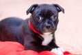 Cute little black puppy with white chest and red ribbon on the neck.