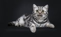 Cute little black silver blotched British Shorthair cat kitten, Isolated on black background. Royalty Free Stock Photo