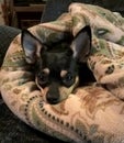 Black and Tan Chihuahua Snuggled in Her Throw