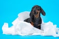 Cute little black and tan dachshund puppy wrapped with white cotton diapers, napkins or toilett paper. Adorable pet at