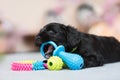 Cute Little black Tibetan terrier Dog Chewing A Toy Bone