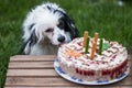 Cute little black and white dog eating birthday cake Royalty Free Stock Photo