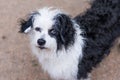 Cute little black and white dog looking up to a camera Royalty Free Stock Photo