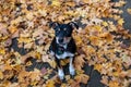 Cute little black and white feist dog sitting on a floor covered in dry autumn leaves