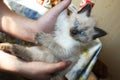 Little black and white kitten with blue eyes Royalty Free Stock Photo