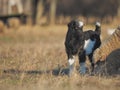 Cute little black and white yeanling on field at sunset Royalty Free Stock Photo