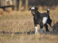 Cute little black and white yeanling on field at sunset Royalty Free Stock Photo