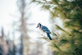 Cute little blue jay bird perched on a pine tree branch Royalty Free Stock Photo