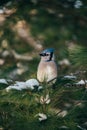 Cute little blue jay bird perched on a snowy pine tree branch Royalty Free Stock Photo