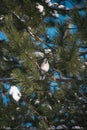 Cute little blue jay bird perched on a snowy pine tree branch Royalty Free Stock Photo