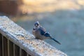 Cute little blue jay just giving me a look as I take his photo Royalty Free Stock Photo