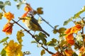 Cute little Blue tit bird perched on a vibrant yellow California Glory plant, with a clear blue sky Royalty Free Stock Photo