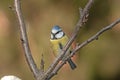 A cute little blue tit perching on a branch watching the autumn surroundings Royalty Free Stock Photo