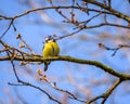 Cute little blue tit on a twig Royalty Free Stock Photo