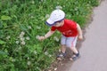Cute little boy in cap and red t-shirt picks dandelions