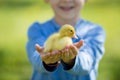 Cute little boy with ducklings springtime, playing together