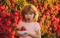 Cute little boy eating a strawberry. Happy little toddler boy picking and eating strawberries. Kid funny portrait.