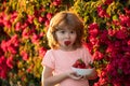 Cute little boy eating a strawberry. Happy little toddler boy picking and eating strawberries. Kid funny portrait.