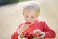 Cute little boy eating strawberry outdoors