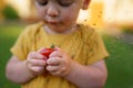 Cute little boy eating tomato in garden in summer. Royalty Free Stock Photo