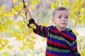 Cute little boy enjoying autumnal nature. Portrait of boy in Autumn Woods. Royalty Free Stock Photo