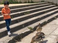 cute little boy is feeding the ducks Royalty Free Stock Photo