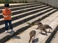 cute little boy is feeding the ducks Royalty Free Stock Photo