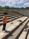 cute little boy is feeding the ducks Royalty Free Stock Photo