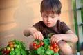 Cute little boy gather homegrown cherry tomatoes Royalty Free Stock Photo