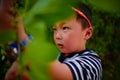 Little boy gathering harvest mulberry berries Royalty Free Stock Photo