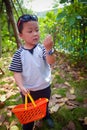 Little boy gathering harvest mulberry berries Royalty Free Stock Photo