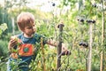 Cute little boy gathering ripe black tomato in the vegetable garden. Summer rest. Happy childhood.