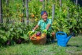 Cute little boy holding a basket with fresh organic vegetables in domestic garden. Royalty Free Stock Photo